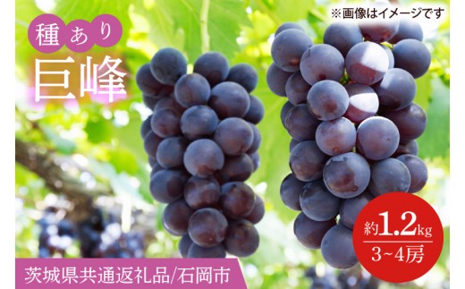 
                  【2026年8月下旬より順次発送】巨峰 約1.2kg（3～4房）【茨城県共通返礼品/石岡市】【茨城県 巨峰 ブドウ ぶどう フルーツ 果物 くだもの 濃厚 種あり 水戸市】（IT-11-1）
                