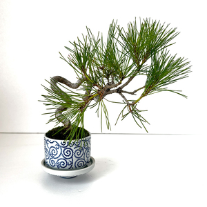 Re-盆栽【小ぶりサイズ】