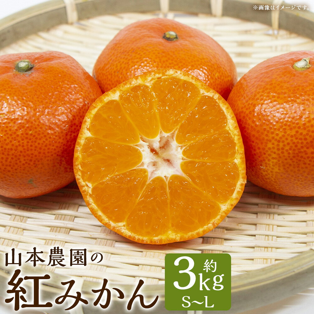 【ふるさと納税】山本農園の紅みかん 3kg L68x1 【2026年11月下旬～12月下旬】