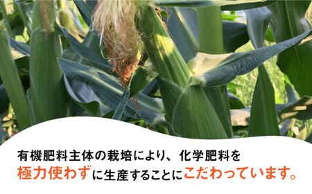 【先行予約】田村農産の白トウモロコシ 10～12本入り（2025年6月以降順次発送）【田村農産】《豊前市》野菜 とうもろこし スイートコーン [VBE001]