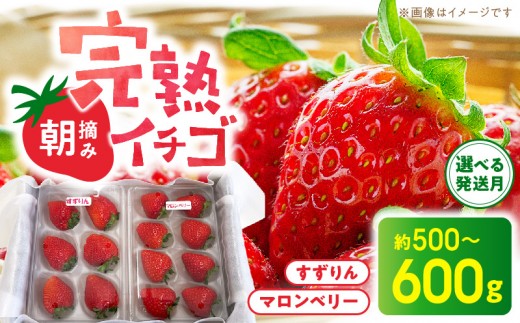 
                  S186-001-01-sku_【1月～5月発送】朝摘み完熟イチゴセット（マロンベリー・すずりん）
                