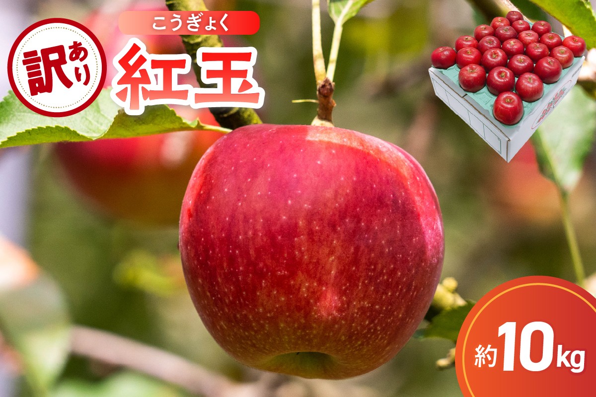 
                  【選べる配送時期】【訳あり】 りんご 約10kg 紅玉 ｜ アップルパイ に最適 青森 不揃い 10月 11月 12月
                