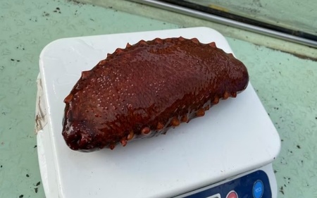 先行予約 活 なまこ 赤なまこ 2kg 【2025年12月20日より順次発送】【skmn013A】