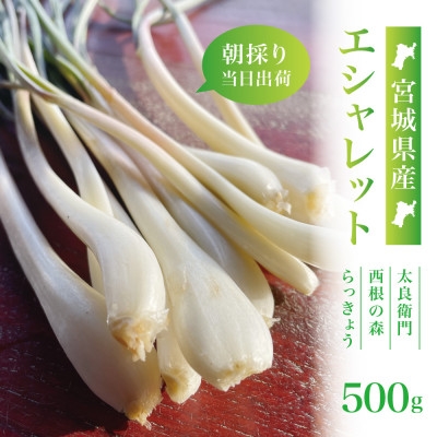 
                  ＜宮城県産＞朝採りエシャレット500g(若採りらっきょう)国産生食用 西根の森|太良衛門【1707011】
                