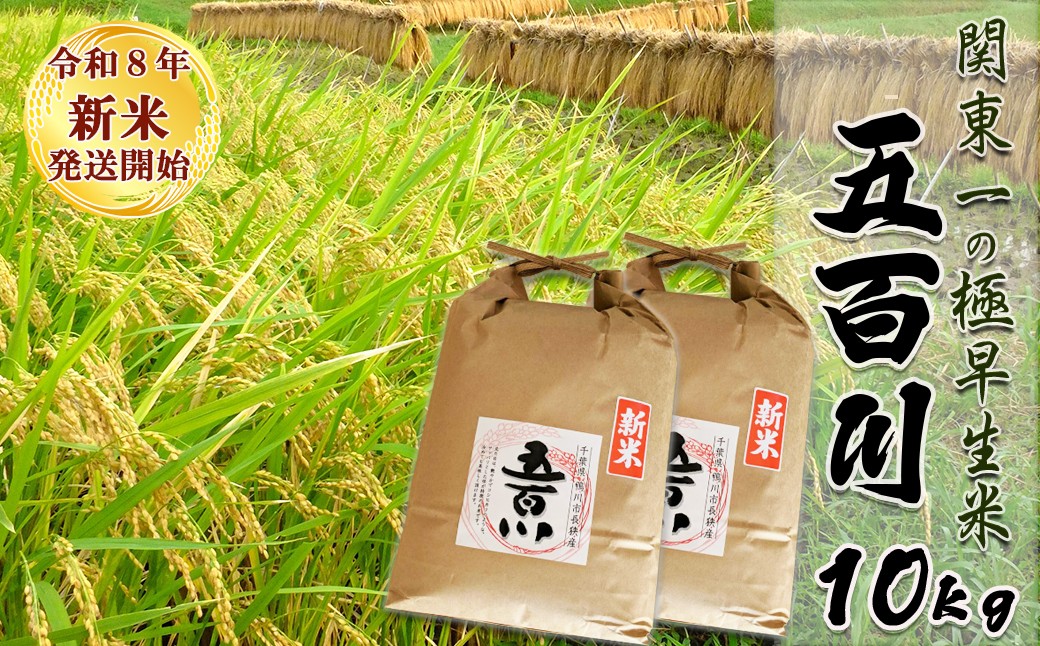 
                  《新米発送開始》【お米ソムリエ厳選】関東一の極早生米『五百川（一等米）』10kg（５kg×２袋）
《令和８年産》《2週間以内に発送》《配送指定OK》新米 鴨川市 早生米 千葉県産 ブランド米 コメ 白米 精米 米食味鑑定士 精米したて 色彩選別 [米屋新蔵][0023-0010]
                
