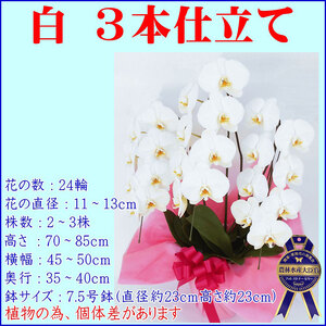 胡蝶蘭 花 【3本仕立て 24輪】 お祝い プレゼント [胡蝶蘭]