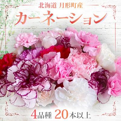 ふるさと納税 月形町 【発送月固定定期便】北海道月形産カーネーション4品種・20本以上をミックス　延命剤付 6〜8月全3回