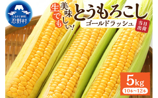 《先行予約》 富士北麓忍野村の気候、水、自然で作られた朝採りトウモロコシ（ゴールドラッシュ）※2025年8月上旬～9月下旬頃に順次発送予定