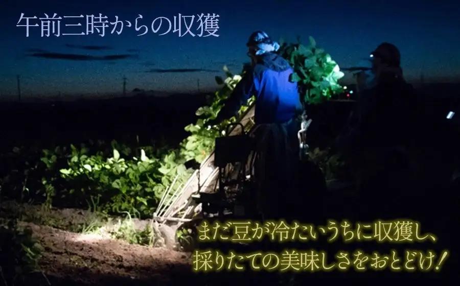 【令和8年産先行予約】 本場鶴岡市白山産 冨樫藤左エ門のだだちゃ豆(おうら) 1.2kg(300g×4袋)　　K-831