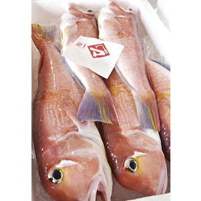 ふるさと納税 小浜市 匠の技・かぎ孫の若狭ぐじの昆布締め |  | 01