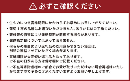 【先行予約受付】 ぶどう食べ比べセット！ シャインマスカット2房、葡萄1房 計3房【2026年8月上旬～8月下旬迄発送予定】 ／ 葡萄 ぶどう ブドウ シャインマスカット マスカット ピオーネ 巨峰 