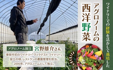 【アグロノーム】季節のお野菜セット（２〜３人様向け）