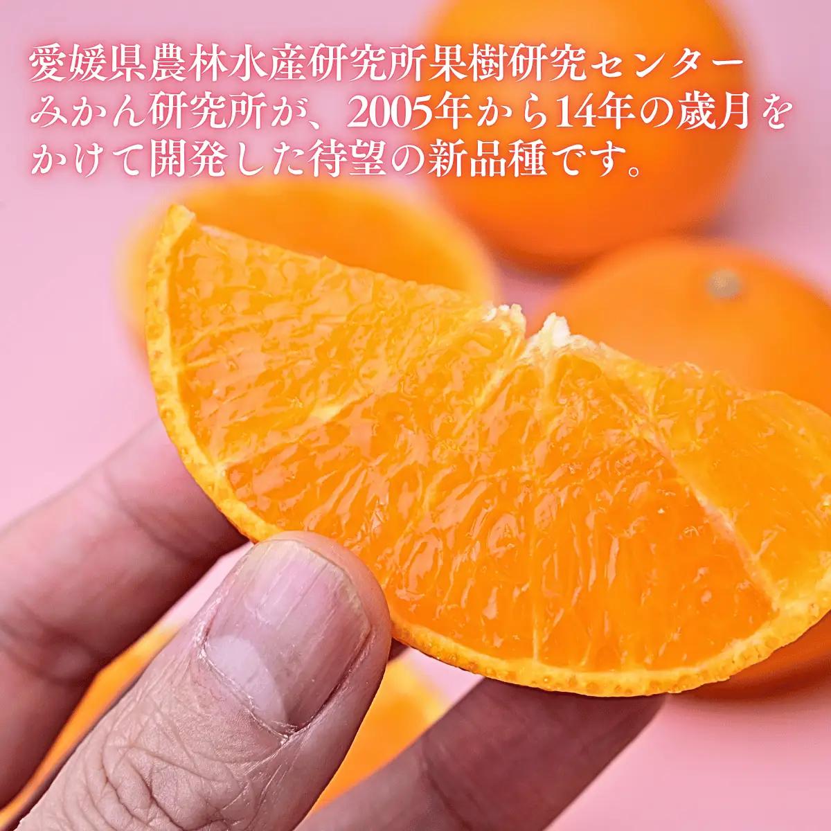 【先行受付】紅プリンセス 5kg 秀 M～４Lサイズ | 紅まどんな × 甘平 みかん 愛媛 愛媛県産 ミカン 蜜柑 愛果48号 新品種 柑橘 かんきつ フルーツ 果物 国産フルーツ 国産 愛媛みかん