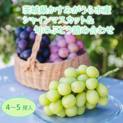 
かすみがうら市産シャインマスカット&旬のぶどう詰め合わせ　合計4～5房【1477662】
