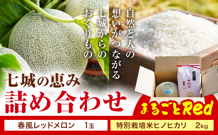 七城の恵み 詰め合わせ まるごとRed 特別栽培米 ヒノヒカリ 2kg 春風レッド メロン 1玉 株式会社七城の恵み《5月上旬-5月下旬に出荷》熊本県 菊池市 米 メロン ひのひかり つるたファーム---126-2146---