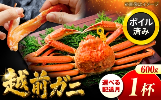 【先行予約】 【12月配送】 越前がに 600ｇ×1杯 小浜市 / まるほ商店 【配送不可地域：北海道・沖縄・離島】[BFCS018-12]