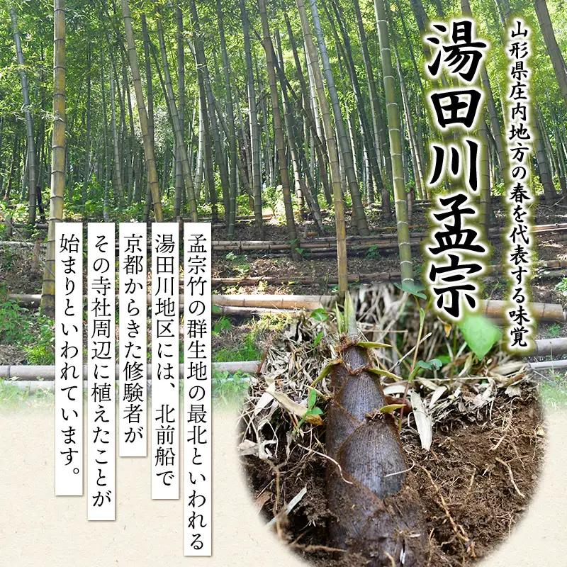 【令和9年産先行予約】庄内の春の味覚　やわらかい朝堀り湯田川孟宗（たけのこ）約2kg　山形県鶴岡市　にこにこふぁーむ　K-956　| 筍 竹の子 新鮮 旬の野菜 産地直送 春野菜 季節限定 国産 人気