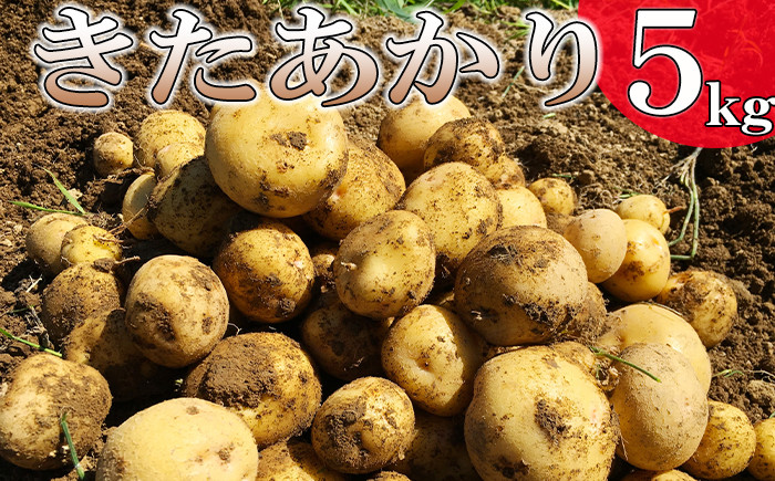 
                  ＜2026年8月中旬発送開始予定＞  岩手県産 じゃがいも きたあかり 5kg 【松浦農園】／ ジャガイモ じゃが芋 キタアカリ 芋 いも お芋 おいも 馬鈴薯 ばれいしょ ポテト 農家直送 産地直送 野菜 お野菜 八幡平市産 期間限定 数量限定 季節限定 美味しい おいしい おすすめ オススメ
                
