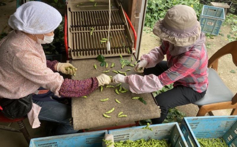 はちしろ農園　訳アリ枝豆 約3kg