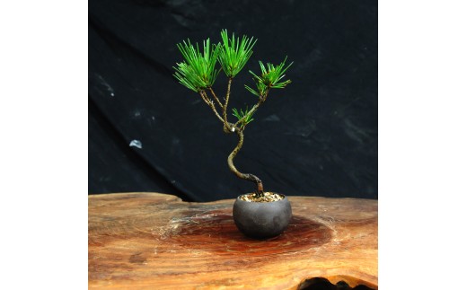 赤石の泉 黒松（鉢植え） S-38