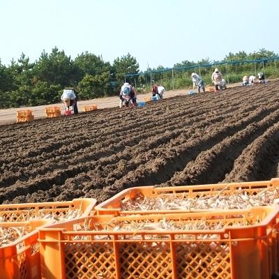ふるさと納税 南九州市 スライスらっきょう8袋セット |  | 01