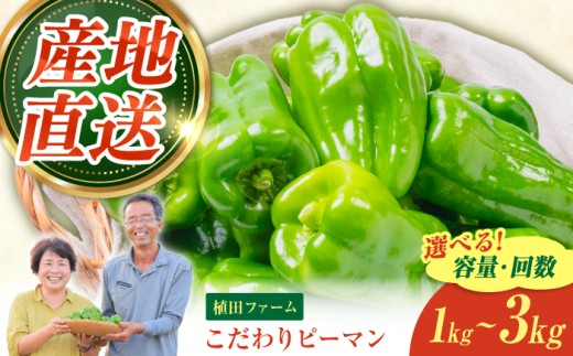 【全3回定期便】高知県産 植田ファームのこだわりピーマン 2kg〈2026年10月1日～2027年6月下旬〉 ピーマン 甘い 新鮮野菜 サラダ 野菜 おかず 詰め合わせ 絶品 お取り寄せ 美味しい 料理 おうちごはん 新鮮 高知県 土佐市【株式会社植田ファーム】[BQAT026]