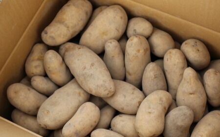 【2025年10月中旬発送予定】令和7年厚真町産！厚真ファームのこだわりじゃがいも「メークイン」10kg《厚真町》【(株)厚真ファーム】 [AXAE002]