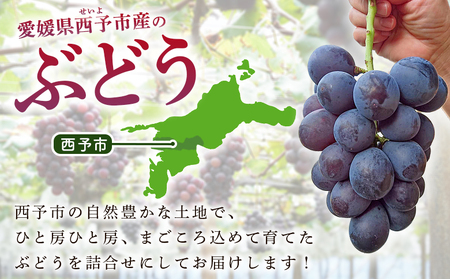 ＜西予の極上ぶどう極み彩り 約2kg＞ 果物 くだもの フルーツ ぶどう 葡萄 ブドウ 7種 詰め合わせ 食べ比べ 藤稔 瀬戸ジャイアンツ ゴルビー ピオーネ 紫玉 特産品 ファームNINOMIYA 