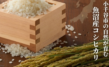 【令和7年産 定期便】新潟産コシヒカリ「おぢや米」 30kg（10kg×3回）