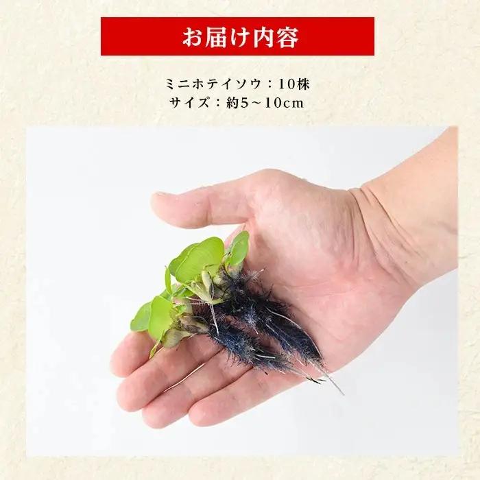 10営業日以内に発送 温水育ちミニホテイソウ10株 ※北海道・沖縄・離島配送不可※ otofarm IB148-011 水草 水草