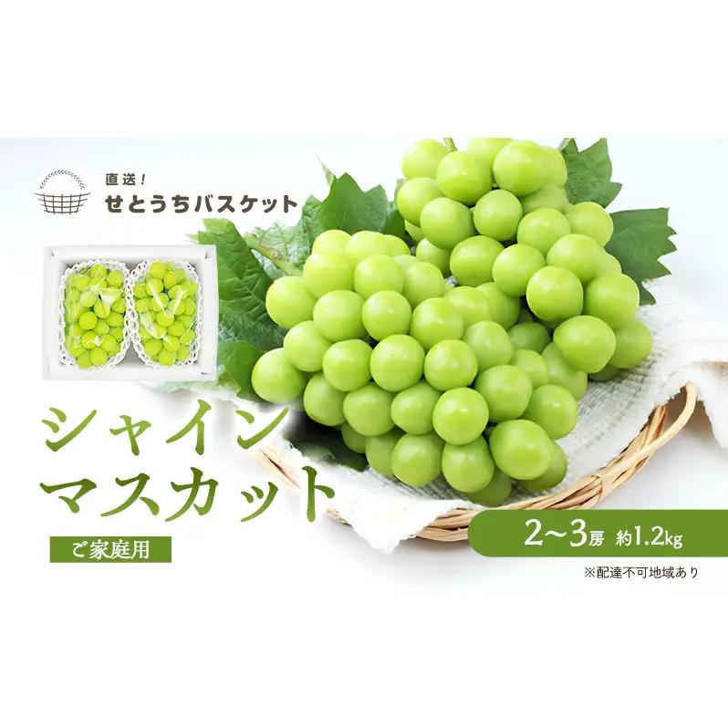 ぶどう 2026年 先行予約 ご家庭用 シャインマスカット 2～3房 約1.2kg 岡山県産 シャインマスカット