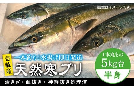 【1/16?3月末お届け】壱岐島産天然寒ブリ（一本丸ものサイズ5キロ台の半身ブロック） 《壱岐市》【壱岐島　玄海屋】[JBS007] ぶり 寒ぶり ブリ 魚 刺身 しゃぶしゃぶ 39000 39000円  のし プレゼント ギフト 冷蔵配送 九州
