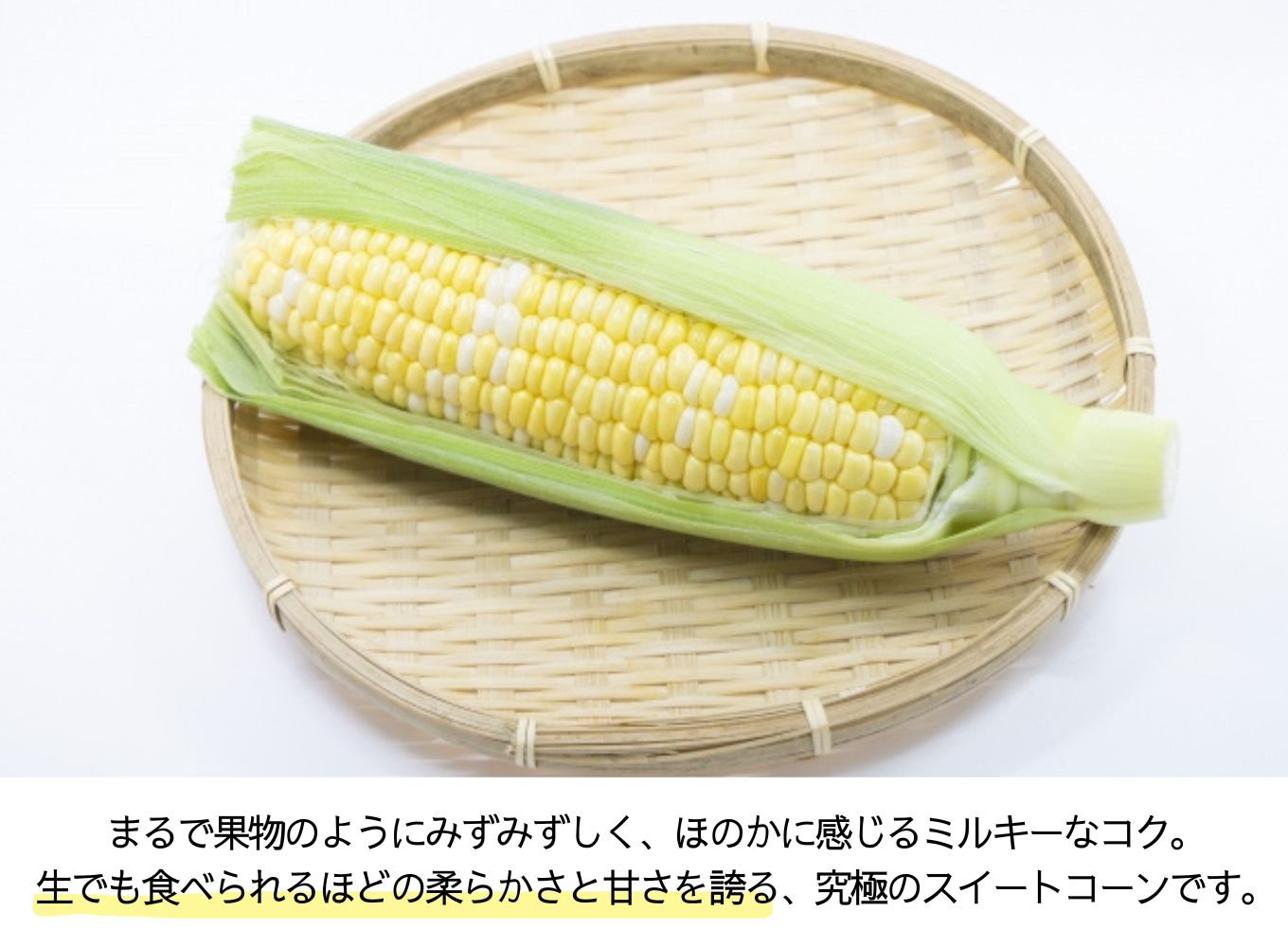 絶品！市川三郷町産　ドルチェドリーム（とうもろこし）12本入り 【2025年6月上旬から発送】じろう農園[5839-2179]