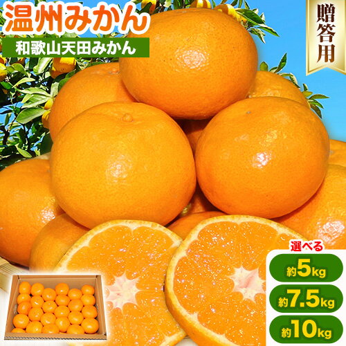 【ふるさと納税】濃厚温州みかん 贈答用 選べる 約5kg 約7.5kg 約10kg 和歌山天田みかん 北村農園 《11月下旬-1月中旬頃より出荷予定》和歌山県 日高町 送料無料 みかん 蜜柑 柑橘 果物