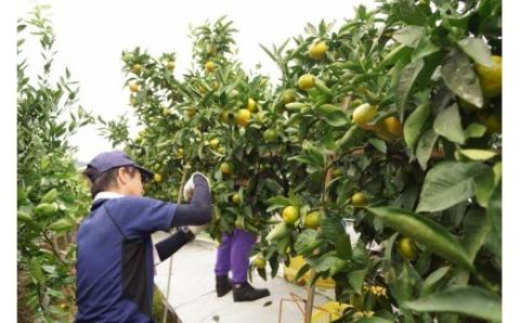 【糖度10.5度以上】 みかん『南国の陽蜜』5kg 　宮崎県西都市産【先行予約】＜1-220＞