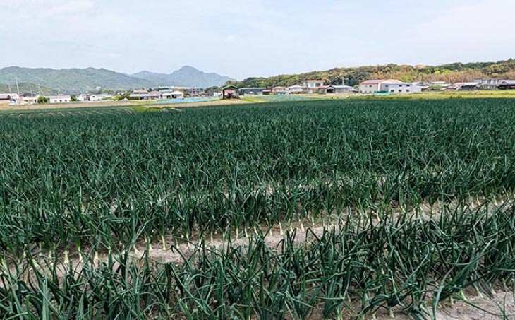 淡路島 「新玉ねぎ」3キロ