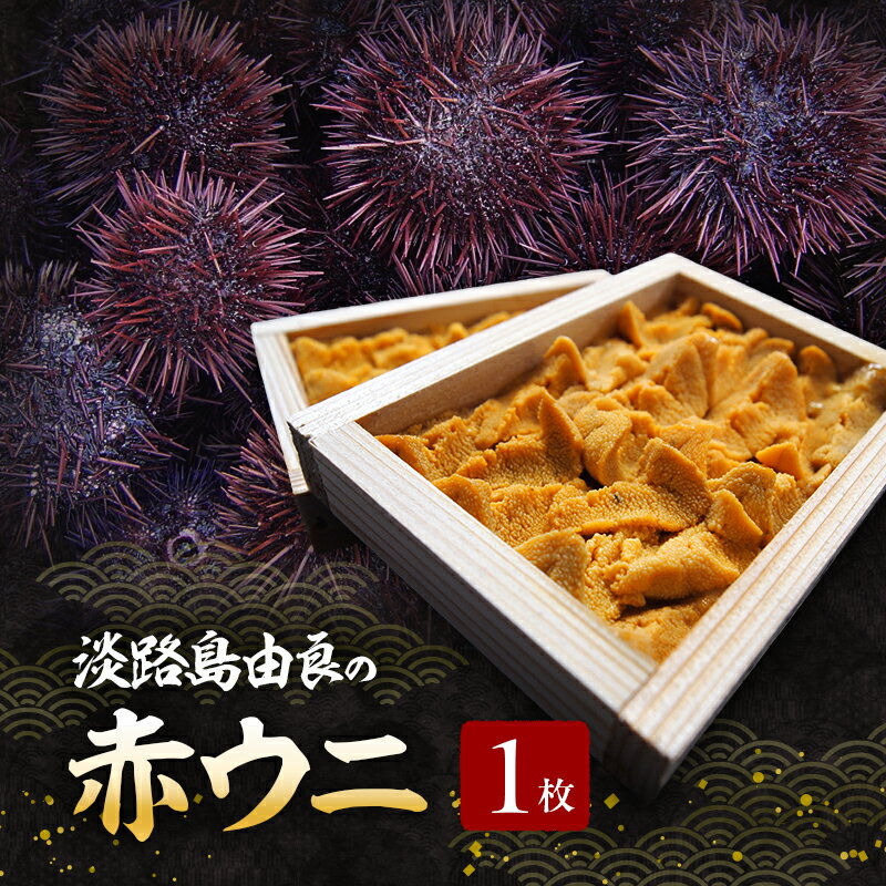 【ふるさと納税】淡路島由良の赤 ウニ 【1枚】8月～9月配送 生食用 無添加 木箱入り ミョウバン不使用 うに 雲丹 冷蔵配送 兵庫県 洲本市 淡路島　お届け：2026年8月初旬～2026年9月下旬