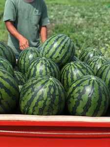 【先行受付：2026年発送】松本市 波田産 大玉すいか 2玉入り（４L９kg～11kg）×２│ 信州 松本市 長野県 西瓜 すいか 果物 スイカ 新鮮 果汁 ジューシー 大きい フルーツ くだもの ふ