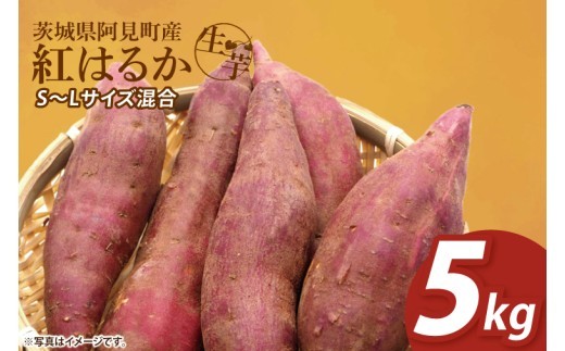 さつまいも 紅はるか 5kg 甘藷 先行予約 甘い さつま芋 サツマイモ 薩摩芋 べにはるか 生芋 ねっとり しっとり 蜜芋 茨城県産 茨城県 阿見町【2026年12月中旬より順次発送予定】(90-04)