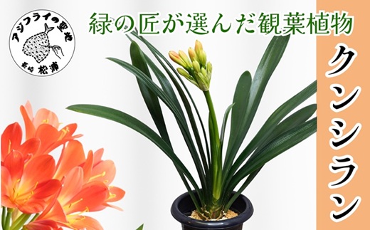 緑の匠が選んだ観葉植物 素敵な空間づくりに クンシラン( クンシラン 観葉植物 インテリア 植物 新築祝い 贈り物 開店祝い 引っ越し祝い 送料無料 )【C0-059】