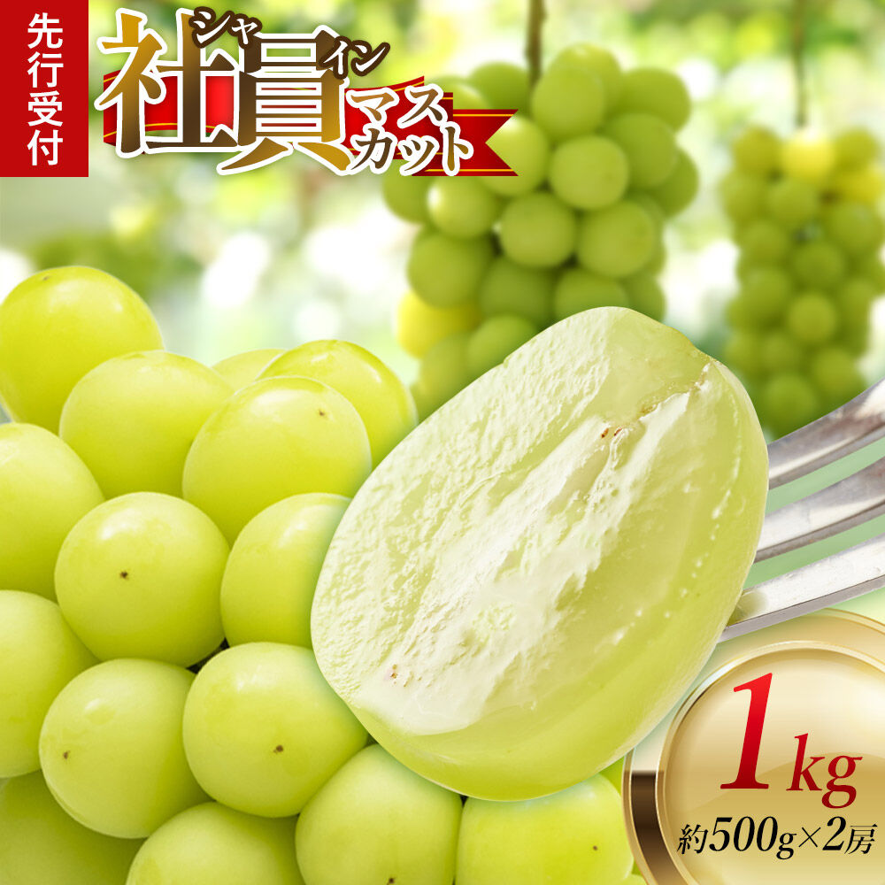《先行受付》シャインマスカット【社員マスカット】約500g×2房 1kg [ぶどう ブドウ 葡萄 シャインマスカット マスカット 果物 フルーツ 秋田]