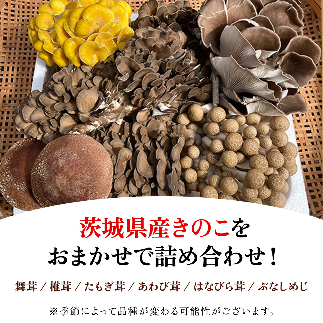 【 6ヶ月 隔月定期便 】 きのこ の 詰め合わせ Mサイズ 約1.5k