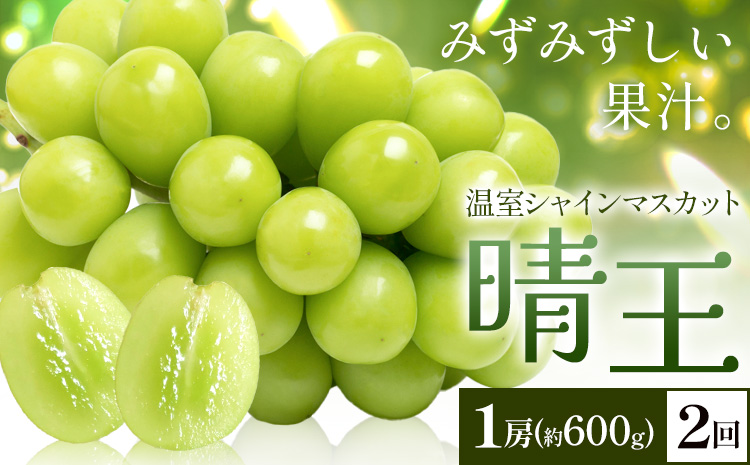 【2026年発送先行予約】シャインマスカット 温室 晴王 1房(約600g) 2回お届け シャイン マスカット《2026年7月中旬-8月中旬頃出荷》晴レ乃青果　(岡山中央卸売市場店(富士紙工 有限会社)) 送料無料 岡山県 浅口市 フルーツ 果物 岡山県産【配送不可地域あり】