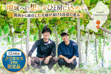 【期間限定発送】 2026年 冬出し 贈答用 シャインマスカット 1.5kg (2～3房) [いわた果樹園 山形県 高畠町 tk06ayt400004]