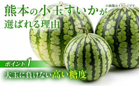 小玉すいか スイカ 2玉 令和8年産 ZCN005