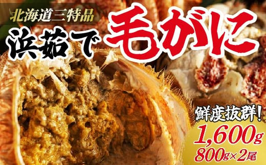 ＜網走産＞三特浜茹で毛がに 約800g×2尾 【 ふるさと納税 人気 おすすめ ランキング 毛がに 毛ガニ 茹で毛がに 網走産 濃厚 かに味噌 北海道 網走市 送料無料 】 ABW011