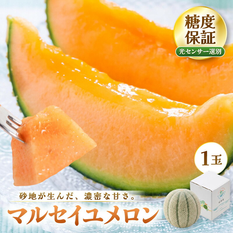 【ふるさと納税】【先行予約】 マルセイユメロン (赤肉) 1玉 糖度15度以上 三里浜砂丘地産 糖度保証 【2027年6月上旬以降順次発送】 メロン めろん フルーツ デザート 果物 くだもの 果実 糖度 甘い 産地直送 国産