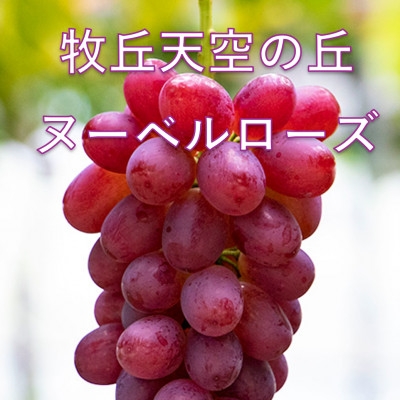 
                  【2026年発送】10月中旬発送「牧丘天空の丘ヌーベルローズ」 約1kg(2～3房)【1473359】
                