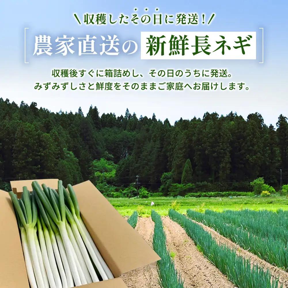 【先行予約】とれたて直送 角田市産！とろける甘みの「こだわり長ネギ」 約3kg （約12本～18本）【11月上旬以降発送】| 新鮮 産地直送