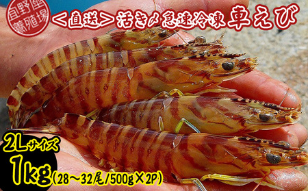 【養殖場から直送】活き〆急速冷凍車えび　2Lサイズ　約1kg（28～32尾/500g×2P） 車海老 海鮮 魚介類 海産物 シーフード お取り寄せ 美味 料理 クルマエビ くるまえび 塩焼き フライ 天丼 ムース フリット 蝦 ゆで 送料無料 沖縄県産 たまや
